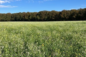 Teeltplannen En Groenbemesters