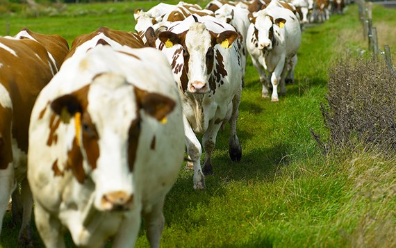 Platdorm Natuurinclusieve Landbouw Koeien