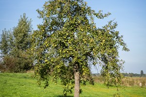 Perenboom In Het Gras