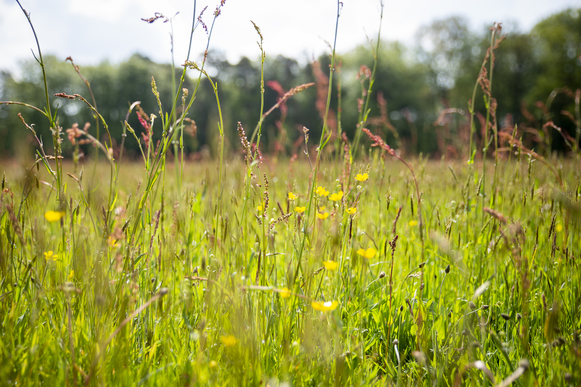 GNMF Scholten Lage Resolutie 2300