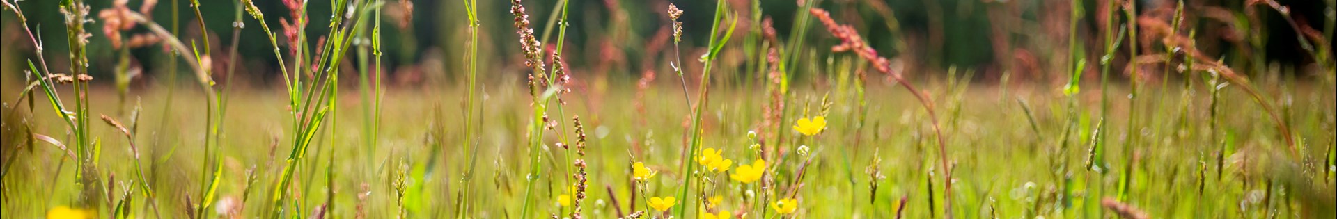 GNMF Scholten Lage Resolutie 2300