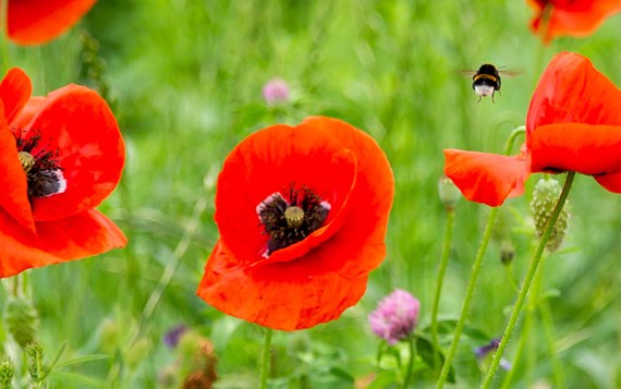 GNMF Bertus Oldenhave Hoge Resolutie 8560 (Fotograaf Annemieke Kok)