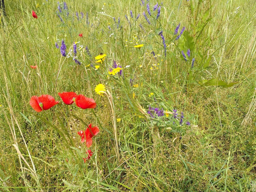 Graangeluk Akker Westbergweg 2(Foto Erik Jan Bijleveld)
