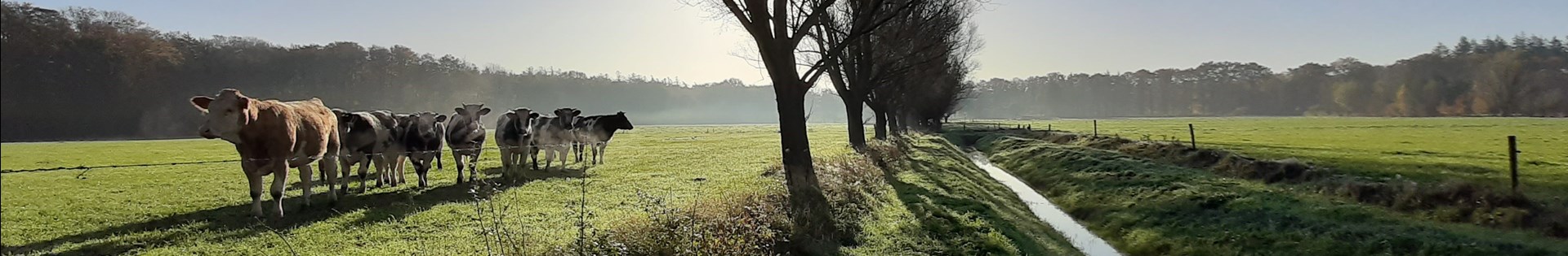 Brummen 1