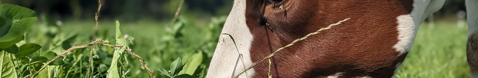Koe Kruidenrijkgrasland