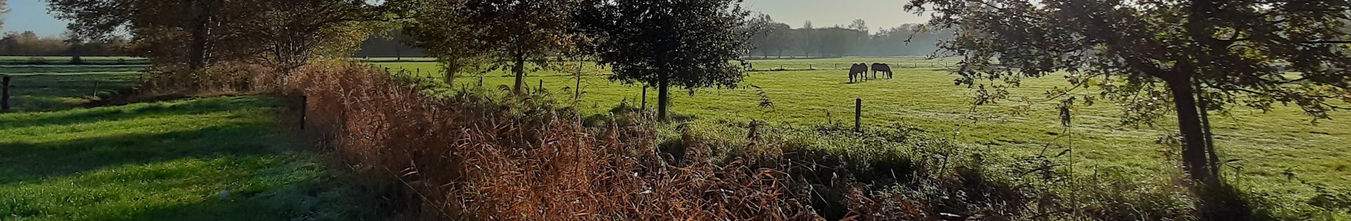 Brummen 2