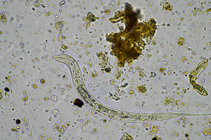 Bodemleven Microscoop